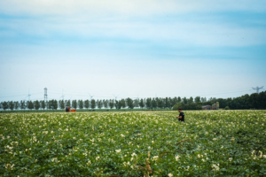 AgriSense